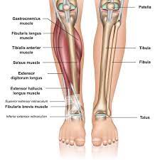 Flexes and rotates leg medially (with foot planted, rotates thigh laterally) tibial nerve: Plantar Flexion The Definitive Guide Biology Dictionary