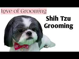 Female teddy bear shih tzu haircuts. Grooming A Shih Tzu Basic Clip Youtube
