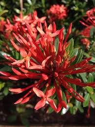 Image result for Rauvolfia mombasiana