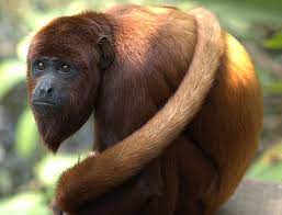 Red Howler Monkey Alouatta Seniculus Facts Rainforest Animals Howler Monkey Forest Animals