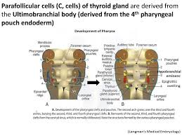 Ultimobranchial body — n a hollow vesicle that is formed from the fourth pharyngeal pouch, may represent a fifth pharyngeal pouch, and gives rise to cells that produce calcitonin and later become incorporated into the thyroid gland in higher vertebrates or persist as… … Embryology And Histology Of Thyroid And Parathyroid Glands Ppt Download