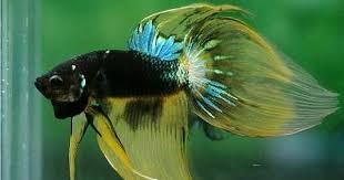 Search aap supplies or information. Fancy Veiltail Betta Betta Fish Betta Fish Types