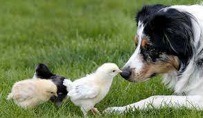 How To Train A Border Collie To Herd Chickens Border Collie Border Collie Training Border Collie Herding