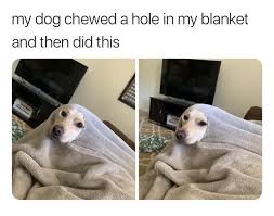 No Spoilers Tell Cersei I Want Her To Know It Was Me Music Indieartist Chicago Funny Animal Jokes Cute Animal Memes Funny Dog Memes