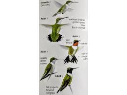 Very, very rarely they may have a single red feather on the throat. Differences In Ruby Throated Hummingbirds The Wood Thrush Shop