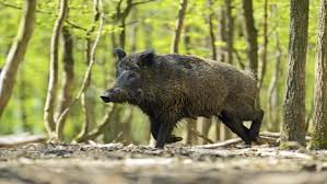 Wild boar offers a unique brand of great food, fun atmosphere and good people. Danish Government To Build Wild Boar Fence