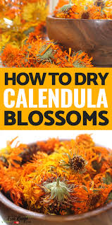 How To Dry Calendula Flowers Calendula Medicinal Herbs Herbalism