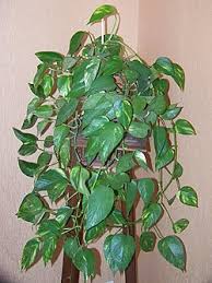 Image result for Epipremnum en casa
