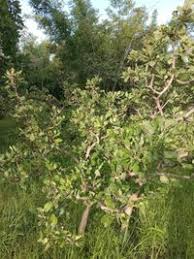 Image result for Gardenia ternifolia