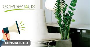 4 Piante Da Interno Che Crescono Con Poca Luce Garden4us