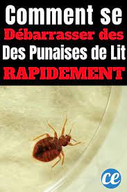 epingle sur punaise de lit