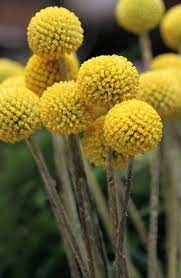 I fiori rendono il mondo un posto davvero migliore. Craspedia Craspedia Globosa