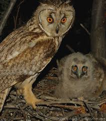 Pin On Owls Owls Owls