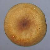 Image result for Russula perlactea