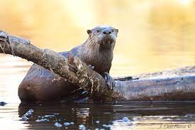 River Otter Clearlake California Clearlake Lakeport River Otter