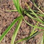 Image result for Cyanotis longifolia