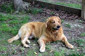 Find chocolate labrador retriever puppies and dogs from a breeder near you. Puppies For Sale Virginia