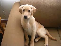 Pictures of yellow lab puppies. Labrador Retriever Dog Breed Pictures 1