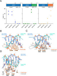Versatile And Robust Genome Editing With Streptococcus Thermophilus Crispr1 Cas9 Biorxiv