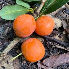 Image result for Garcinia livingstonei