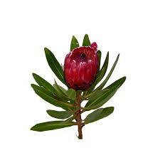 Image result for Protea rupestris