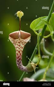 Image result for Ceropegia haygarthii