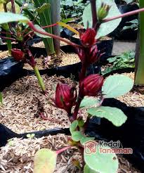 Bunga rosella pada umumnya sering dijadikan minuman atau sirup. Tanaman Bunga Rosella Di Lapak Kedaitanaman Bukalapak