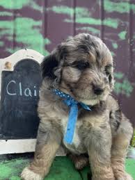 Our puppies inherit their mother's wonderful golden retriever temperament and their father's miniature poodle intelligence. Mini Golden Doodle Puppies Iowa Golden Doodle Puppies For Sale