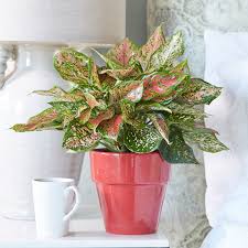 See more ideas about plants, red plants, bloom. Easy To Grow Houseplants With Colorful Leaves Costa Farms