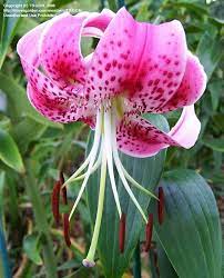 Plantfiles Pictures Rubrum Lily Red Japanese Show Lily Lilium Speciosum Var Rubrum 7 By Carolann Orchid Flower Lilium Fragrant Flowers