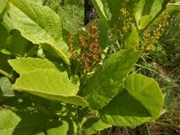 Image result for Ampelocissus africana