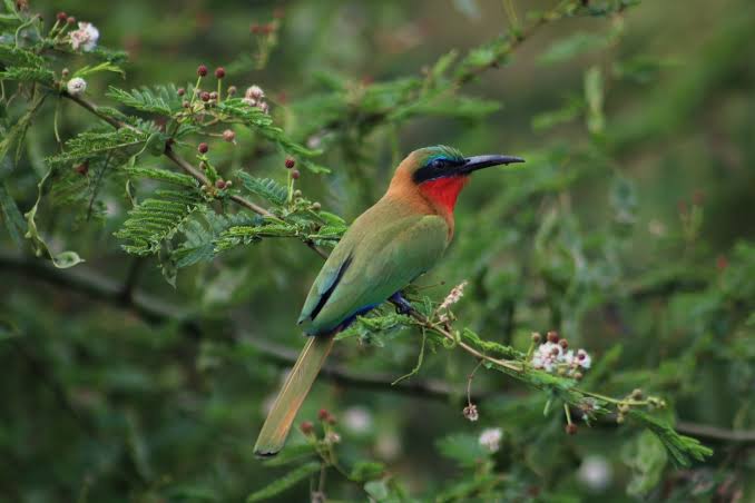 Bee-eater bird in Queen Elizabeth National Park wetlands
