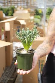 Image result for Albuca
