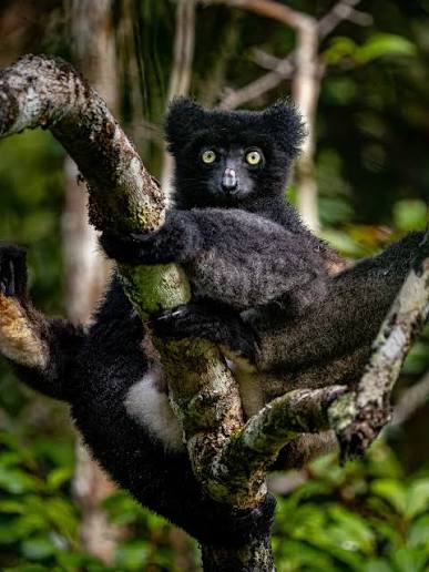 Indris have completely circular eyes that give them a permanent look of  surprise. Standing 4ft tall and weighting in at up to 21lb, they are  Madagascar's largest endemic mammals. Perhaps their most
