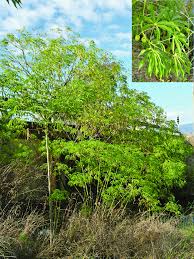 Image result for Manihot grahamii