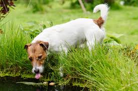 Blue Green Algae Toxicity In Dogs Lovetoknow