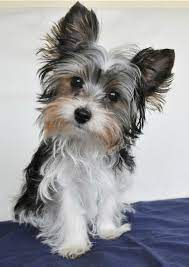 Adopt Never Shop Please Don T Buy While Shelter Animals Die Please Spay Or Yorkshire Terrier Puppies Terrier Puppies Biewer Yorkie