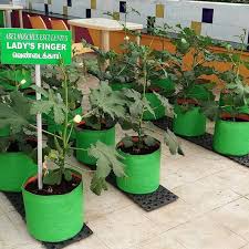 Container gardening on the terrace: Indra Gardens Garden Center In Chennai