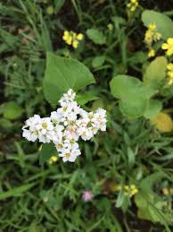 Image result for Fagopyrum snowdenii