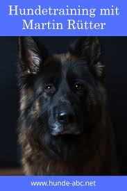 Pin Auf Hunde Welpen