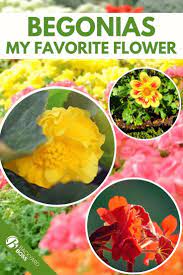 Begonia Guide How To Take Care Of A Begonia Plant In 2020 Begonia Plants Plant Guide