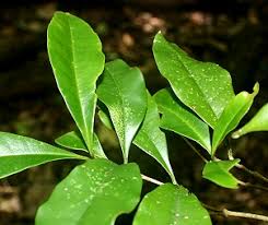 Image result for Grevea