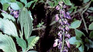 Image result for Plectranthus swynnertonii