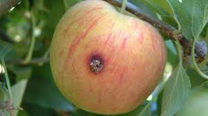 Apples range from 7 to 10 millimeters diameter fruit. Apple Agronomic Principles Yara United States