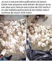 Innovation Agro Pastoral Posts Facebook