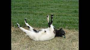 Best Of Fainting Goats Epicvirals Hd Youtube