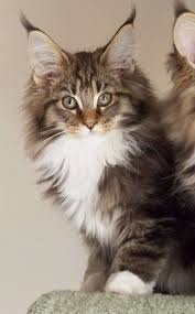 Pin On Maine Coon Cats