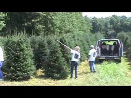 Christmas tree, live or artificial evergreen tree decorated with lights and ornaments as a part of christmas festivities. Christmas Tree Pruning At Dutchman Tree Farms Youtube