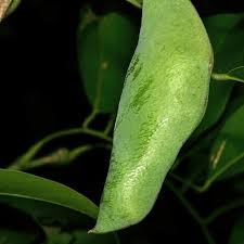 Image result for Craibia zimmermannii