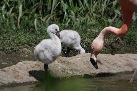 New Flamingo Chicks At Blank Park Zoo Blank Park Zoo Zoo Chicks